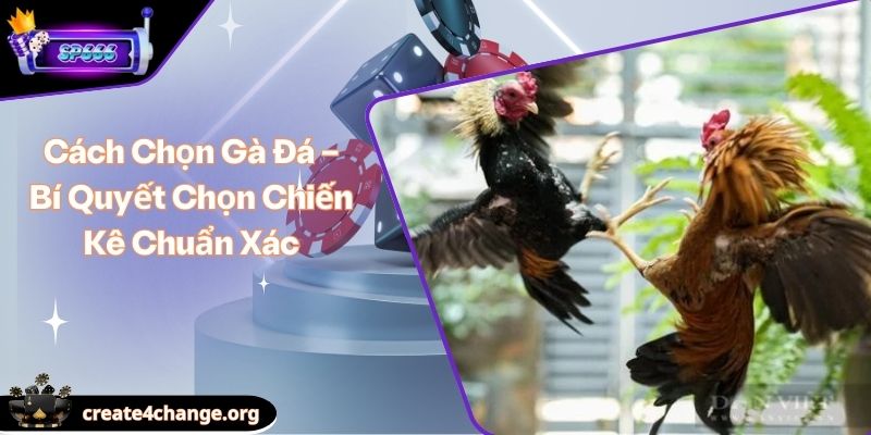Cách Chọn Gà Đá – Bí Quyết Chọn Chiến Kê Chuẩn Xác 1 Cách Chọn Gà Đá – Bí Quyết Chọn Chiến Kê Chuẩn Xác