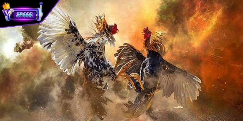 Đá Gà Campuchia – Trải Nghiệm Màn Đối Đầu Chiến Kê Đỉnh Cao 3 Quy định thời gian thi đấu