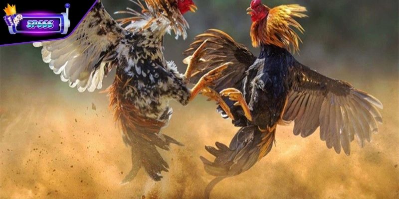Đá Gà Campuchia – Trải Nghiệm Màn Đối Đầu Chiến Kê Đỉnh Cao 2 Tìm hiểu về đá gà Campuchia