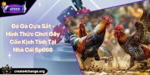 Đá Gà Cựa Sắt - Hình Thức Chơi Gây Cấn Kịch Tính Tại Nhà Cái Sp666