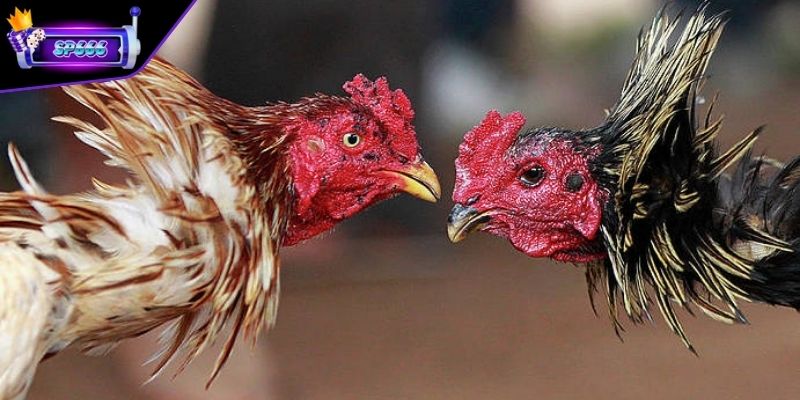 Đá Gà Cựa Tròn - Hình Thức Cá Độ Gà Chọi Nổi Tiếng và Hấp Dẫn 2 Thông tin về các trận đấu gà